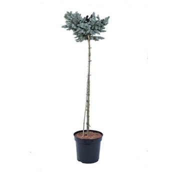 Molid altoit pe picior -Picea Pungens Glauca Globosa - diametru 30 - 40 cm Molid altoit pe picior -Picea Pungens Glauca Globosa - diametru 30 - 40 cm