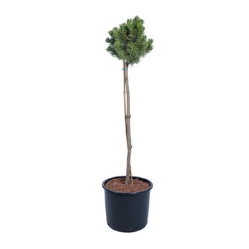 Pin altoit pe picior - Pinus Mugo Winter Gold 80 - 100 cm Pin altoit pe picior - Pinus Mugo Winter Gold 80 - 100 cm