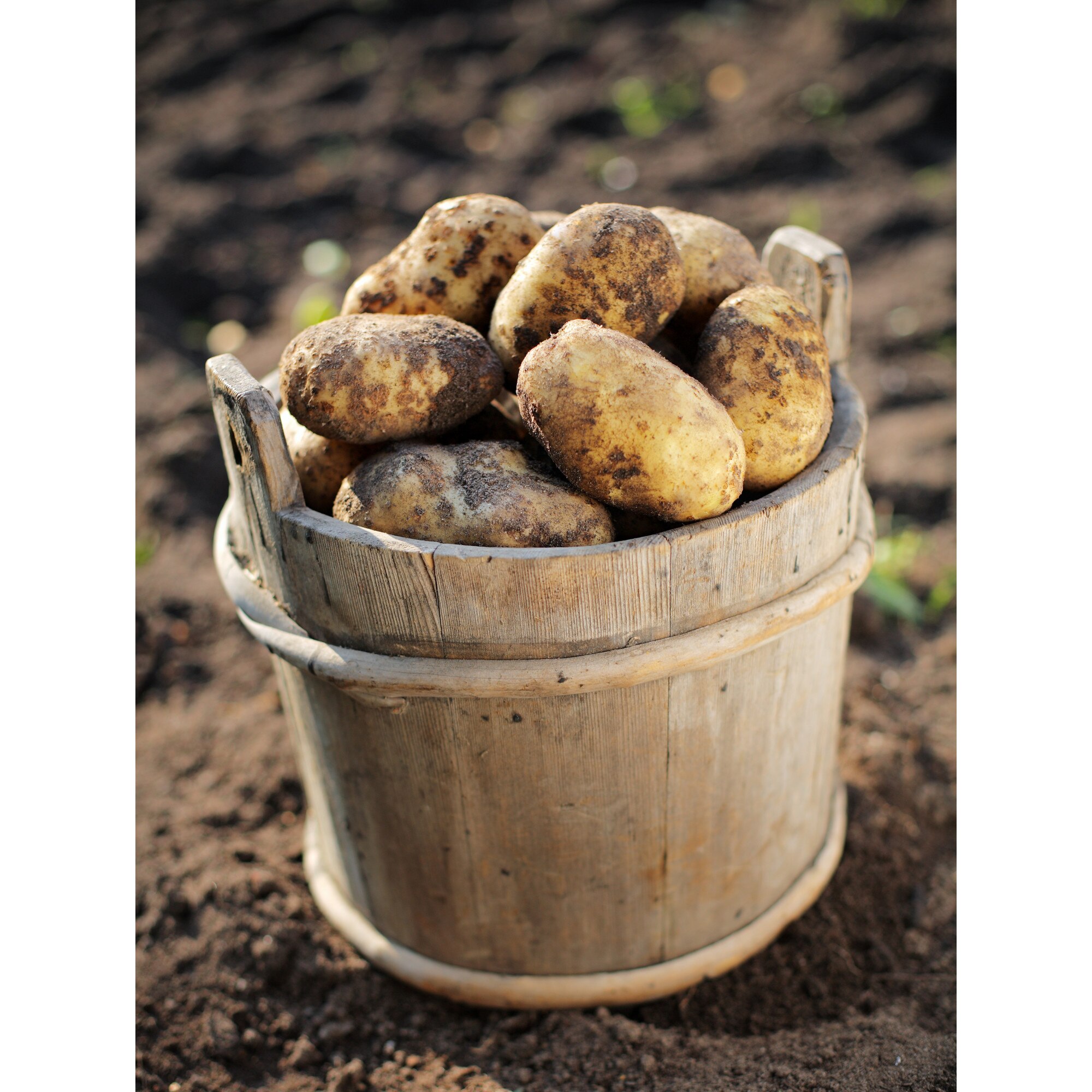 Tablou canvas bucatarie 70x50 cm