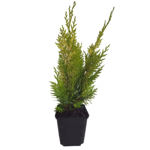 Chiparos - Chamaecyparis Lawsoniana Ivonne 30 - 40 cm