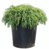 chiparos - chamaecyparis pisifera sungold diametru 30 - 40 cm imagen 31_0_
0