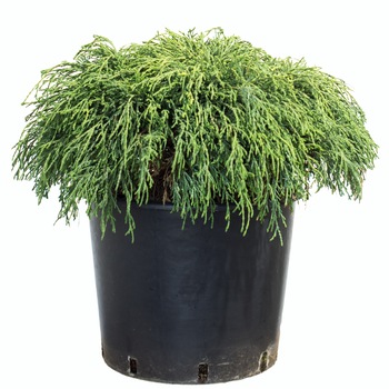 Chiparos - Chamaecyparis Pisifera Sungold - diametru 20 - 25 cm Chiparos - Chamaecyparis Pisifera Sungold - diametru 20 - 25 cm