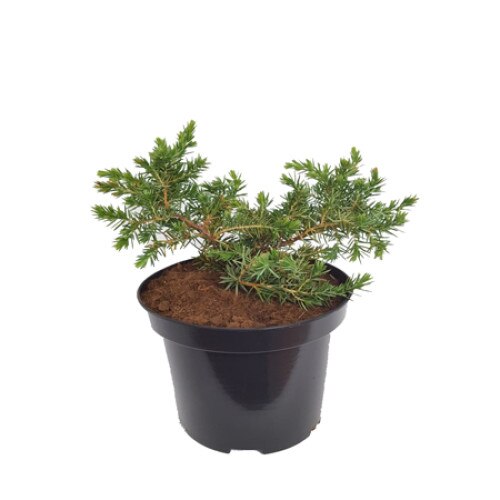 Ienupar - Juniperus Conferta Schlager - diametru 30 - 40cm