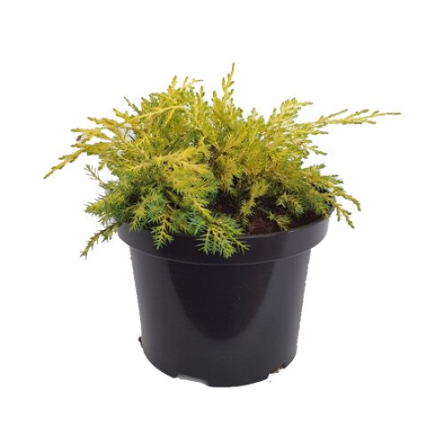 Ienupar - Juniperus x Media King of Spring diametru 30 - 40 cm