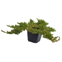 ienupar - juniperus procumbens nana - diametru 30 - 40 cm imagen 22_0_
0