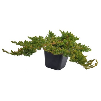 Ienupar - Juniperus Procumbens Nana - diametru 30 - 40 cm Ienupar - Juniperus Procumbens Nana - diametru 30 - 40 cm