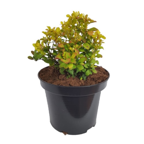 Dracila - Berberis Tiny Gold 20 - 30 cm