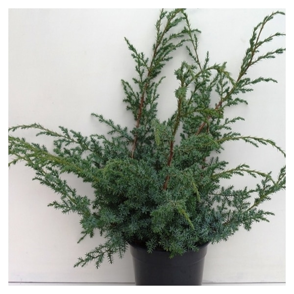 Ienupar - Juniperus Chinensis Blue Alps 40 - 60 cm