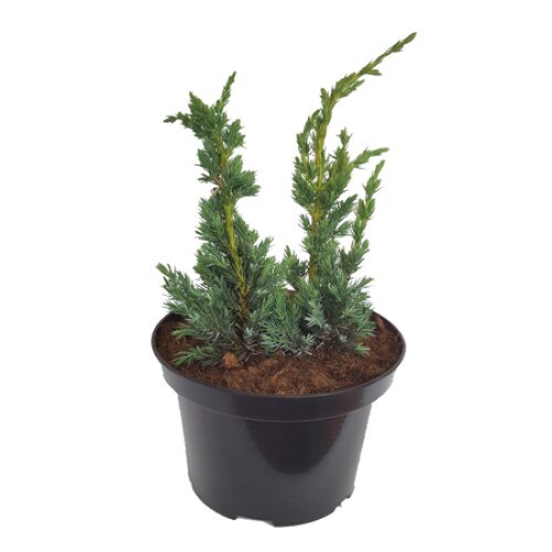Ienupar - Juniperus Squamata Meyeri - diametru 40-60 cm