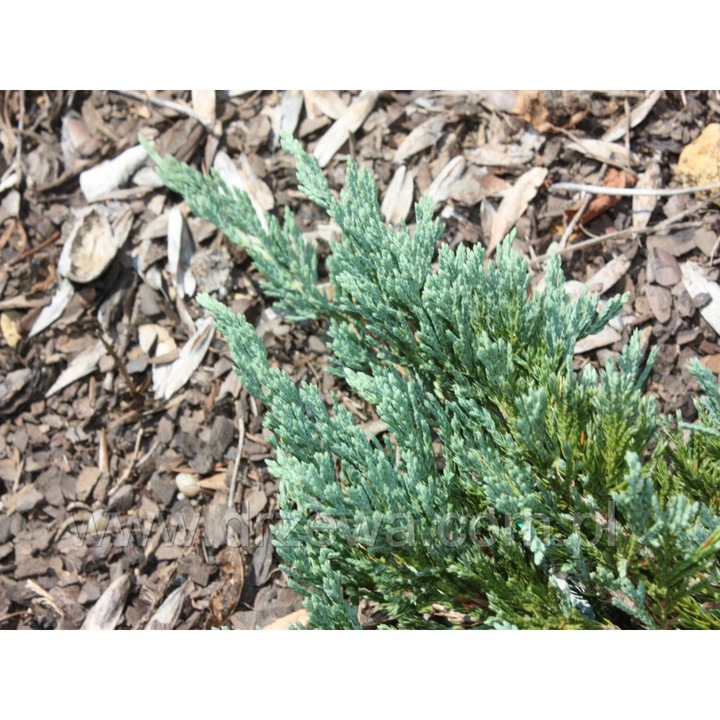 Ienupar - Juniperus Horizontalis Turquoise Spreader - diametru 20 - 30 cm