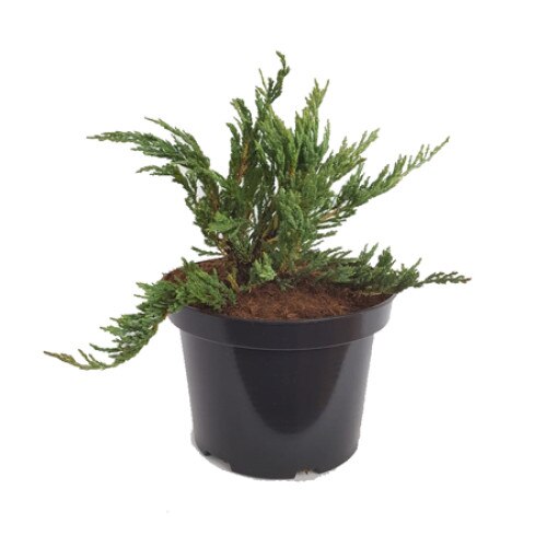 Ienupar - Juniperus Horizontalis Turquoise Spreader - diametru 20 - 30 cm
