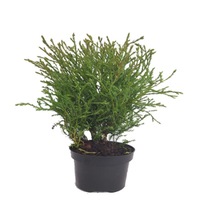 tuia - thuja occidentalis mr bowling ball diametru 20 - 30 cm imagen 19_0_
0