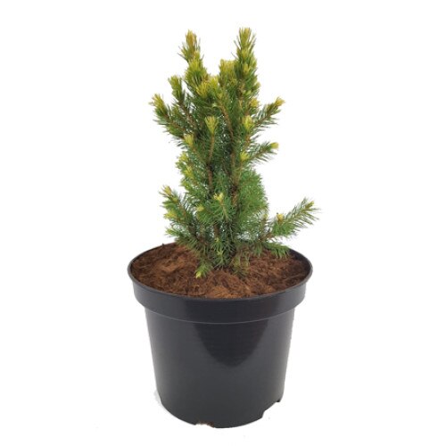 Molid - Picea Glauca Biesenthaler Frühling - 30 - 40 cm