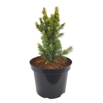 Molid - Picea Glauca Biesenthaler Frühling - 30 - 40 cm Molid - Picea Glauca Biesenthaler Frühling - 30 - 40 cm