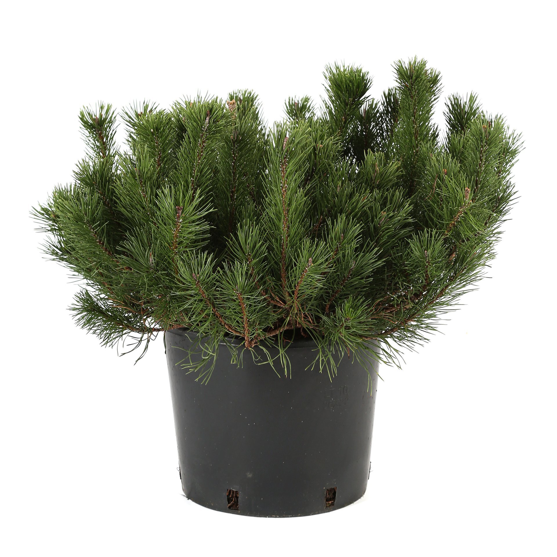 Pin - Pinus Mugo Pumilio diametru 25 - 40 cm