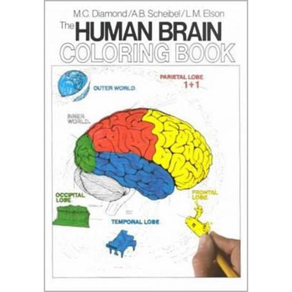 Human Brain Coloring Book