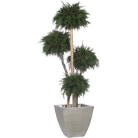 planta stabilizata thuja 4 spheres tree 18m imagen 23_1_
0