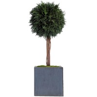 planta stabilizata thuja sphere topiary 1m imagen 25_0_
0
