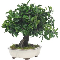 Cauți Bonsai Alege Din Oferta Emag Ro