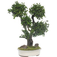 planta stabilizata tenuifolium bonsai 70 cm imagen 57_2_
0