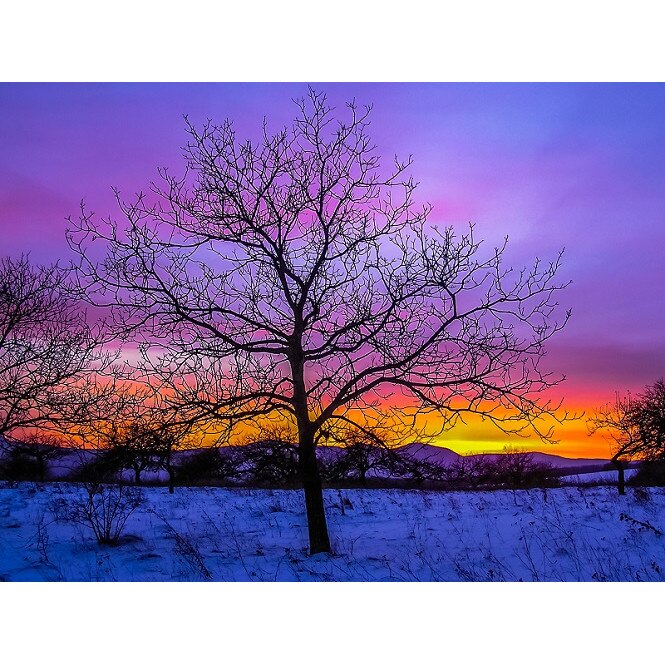 Tablou Canvas, Copac, 80 x 60 cm, Rama lemn, Multicolor