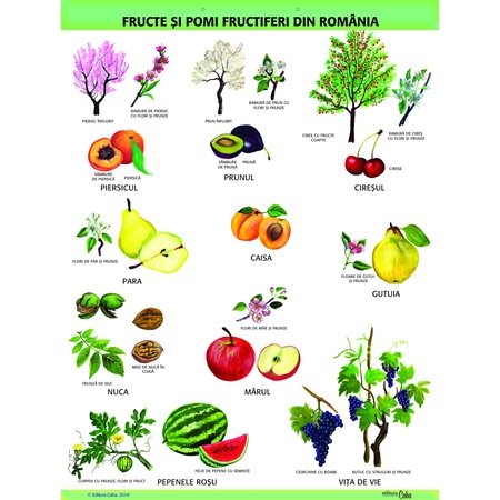 Plansa Fructe Si Pomi Fructiferi Pe Suport Magnetic Emag Ro