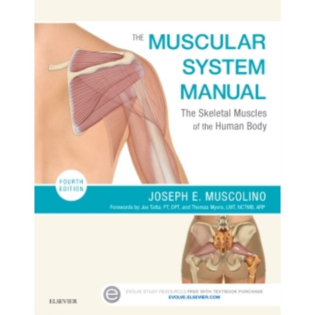 The Muscular System Manual de Joseph E. Muscolino