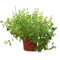 menta olandeza in ghiveci 60 cm imagen 35_1_
0