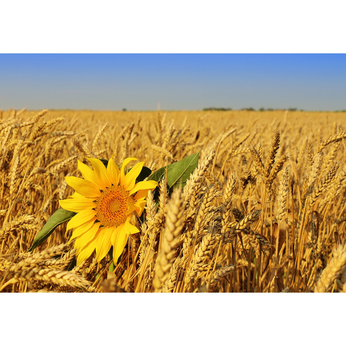 Тапети стикер Best Decor Цветя_1649 192x133cm eMAG.bg