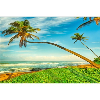 Tablou canvas Palmieri peste plaja, 45 x 30 cm Tablou canvas Palmieri peste plaja, 45 x 30 cm