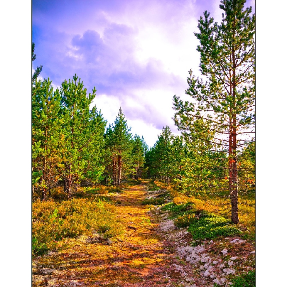 Autocolant Carare spre padure, 135 x 225 cm