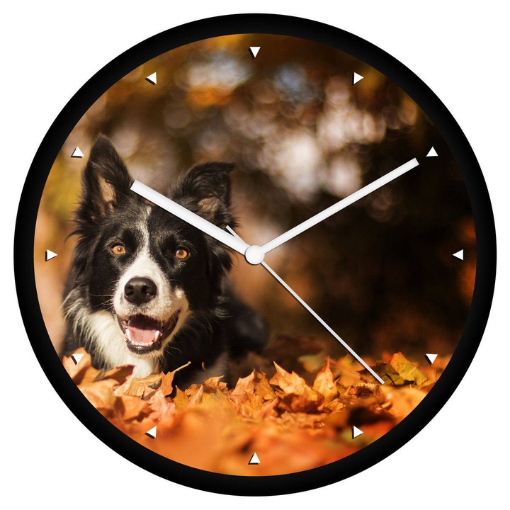 Border collie falióra - órás