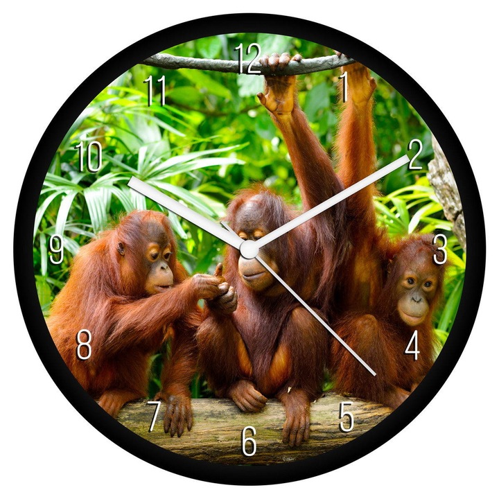 Orángutánok falióra - számos