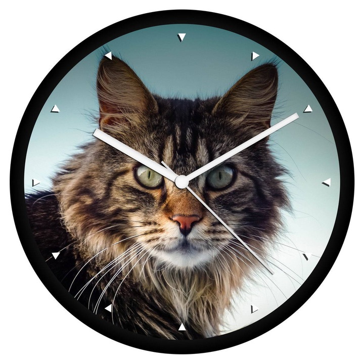 Maine Coon cica falióra - órás