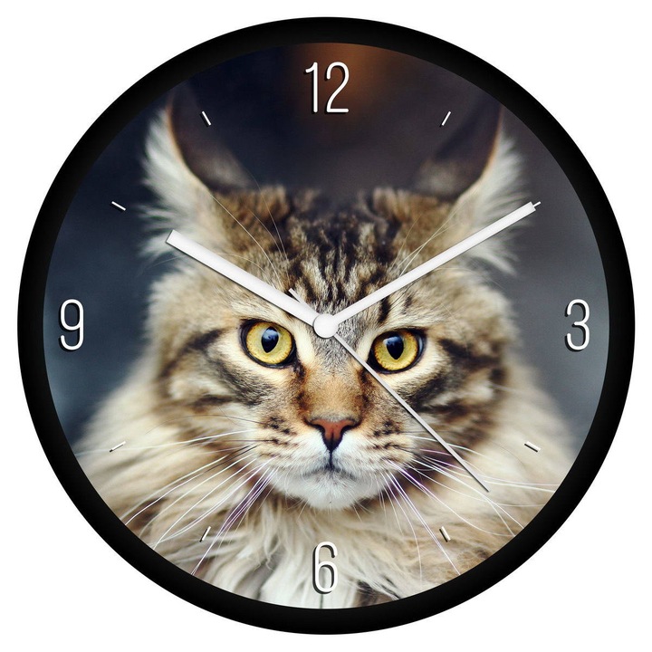 Tarka Maine Coon cica falióra - negyedes