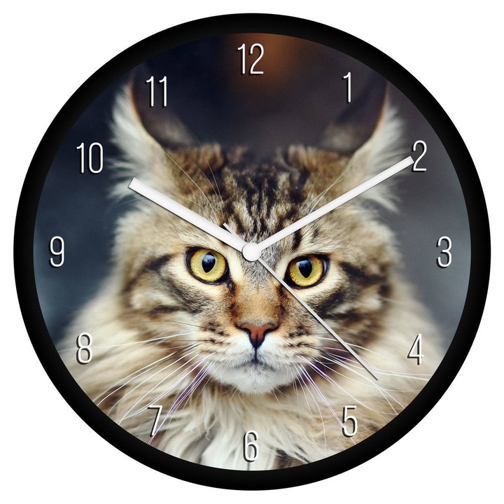 Tarka Maine Coon cica falióra - számos