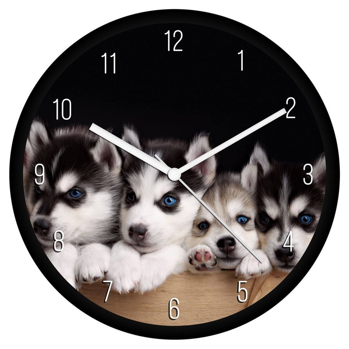 Husky kölykök falióra - számos