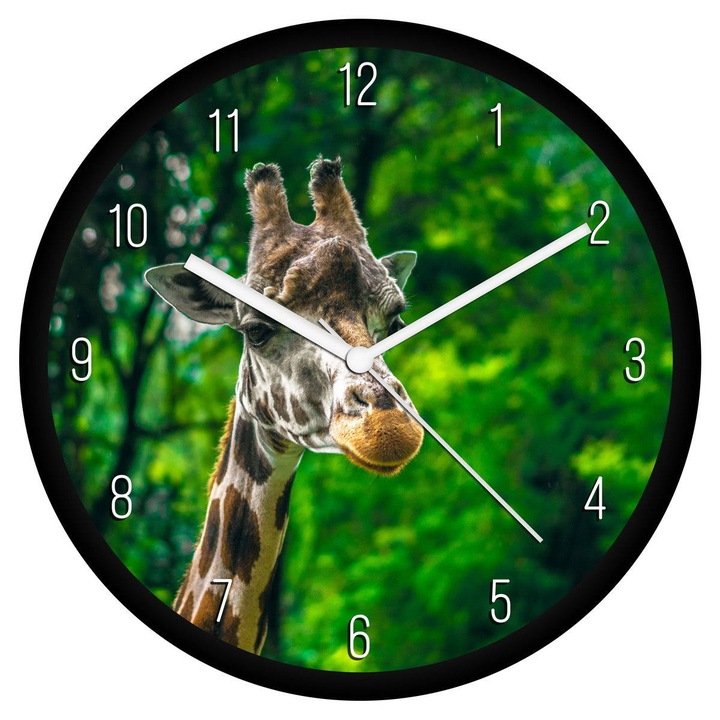 Zsiráf 2 falióra - számos