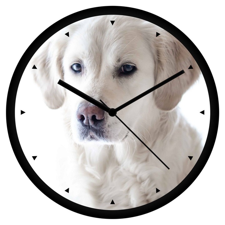 Hófehér labrador falióra - órás