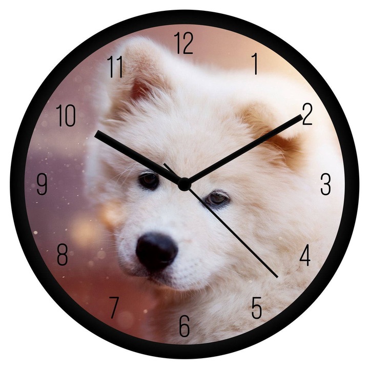 Szamojéd falióra - számos