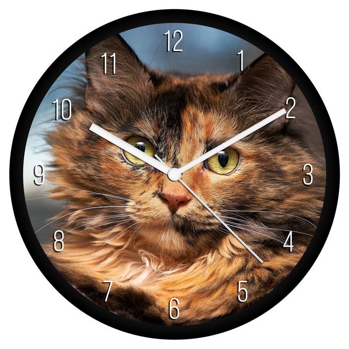 Tarka cica falióra - számos