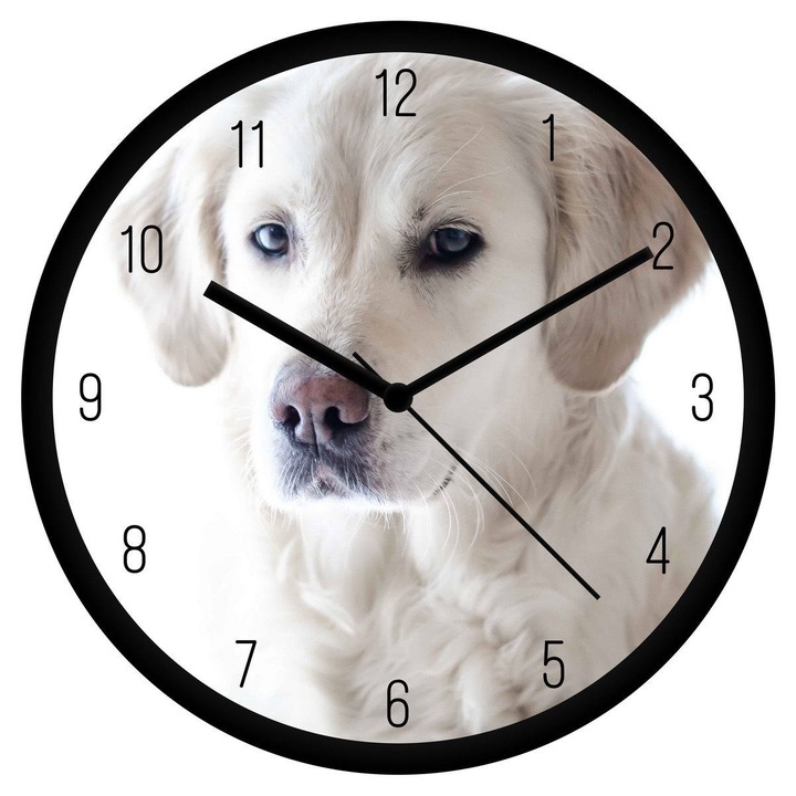 Hófehér labrador falióra - számos