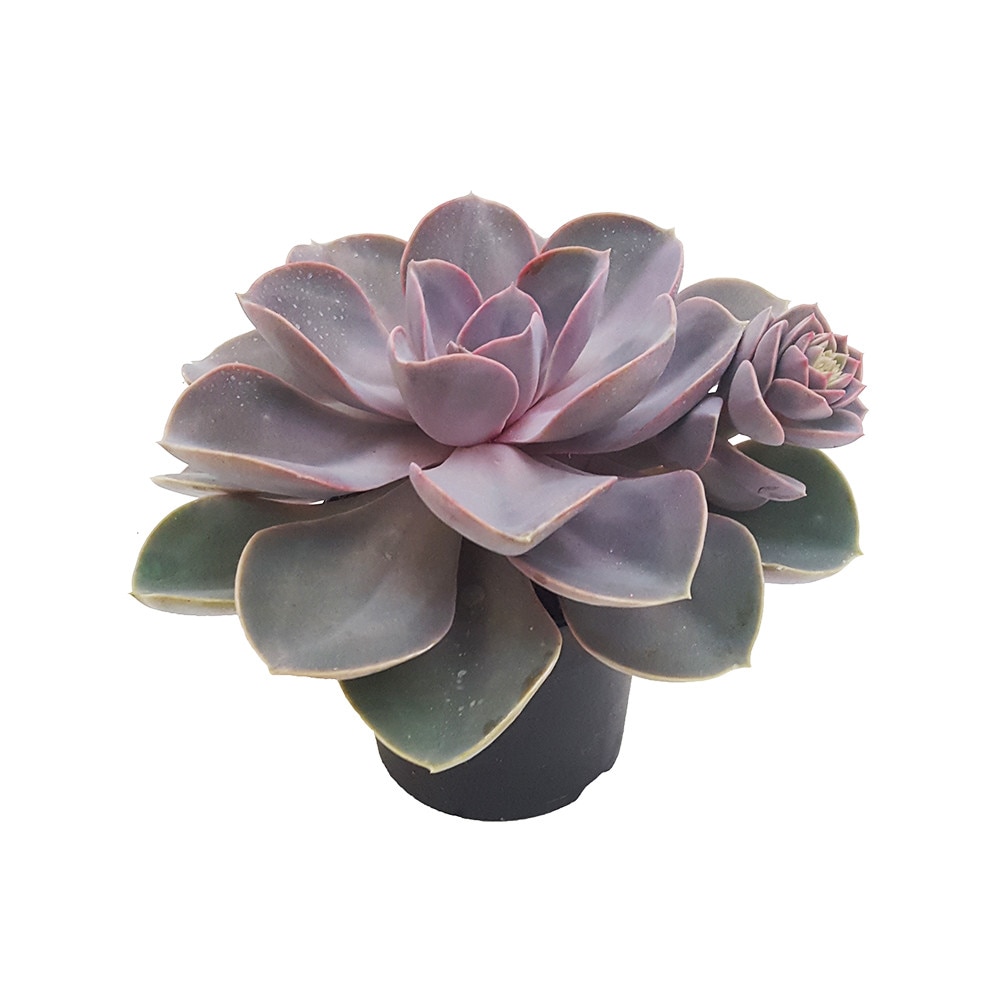 Planta suculenta in ghiveci, 5cm