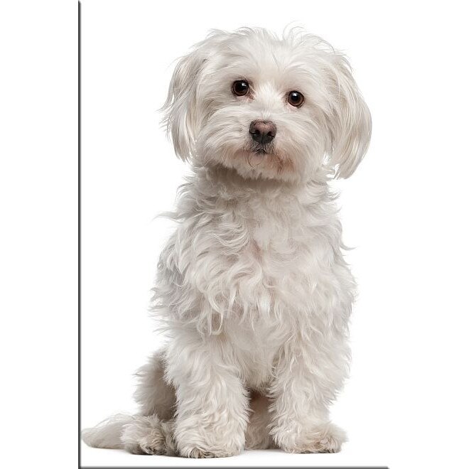 Tablou DualView Startonight Maltese, luminos in intuneric, 20 x 30 cm