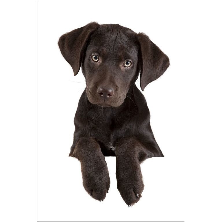 Tablou DualView Startonight Catelus dragut, luminos in intuneric, 60 x 90 cm