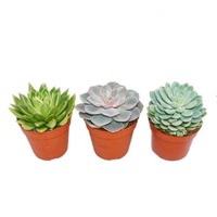 Plante In Ghiveci Utilizare Exterior Libertate In Fiecare Zi Emag Ro