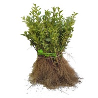 set 50 buc plante pentru gard viu 70-80 cmlemn cainesc imagen 11_0_
0
