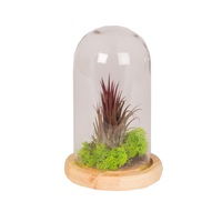 Planta aeriana in clopot de sticla si platou de lemn, Purple Flowers