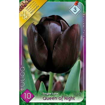 Bulbi Lalele Queen of Night HOLLAND PARK 10 bucati Bulbi Lalele Queen of Night HOLLAND PARK 10 bucati
