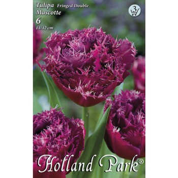 Bulbi Lalele Duble Franjurate Mascotte HOLLAND PARK 6 bucati Bulbi Lalele Duble Franjurate Mascotte HOLLAND PARK 6 bucati